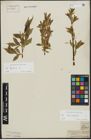 Foto von Salix alba L. x Salix fragilis L.
